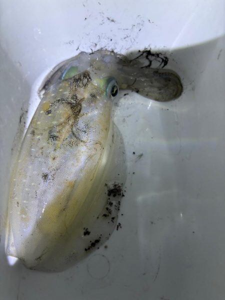 ナイトエギング