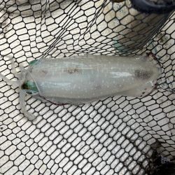 イカ釣り