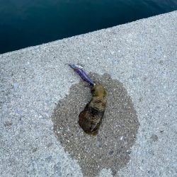 そこそこサイズ