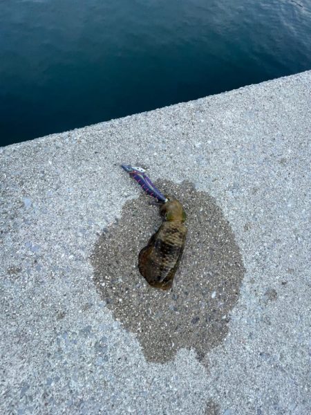 そこそこサイズ