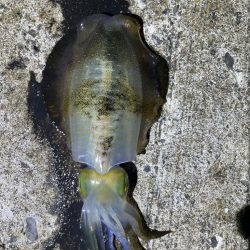 軍艦グリーンでアオリイカ