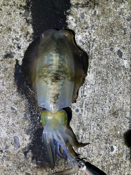 軍艦グリーンでアオリイカ