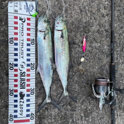 今年はサゴシの当たり年か⁉︎