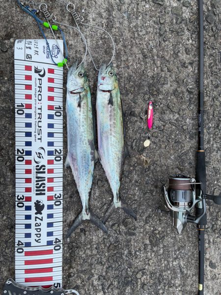 今年はサゴシの当たり年か⁉︎…