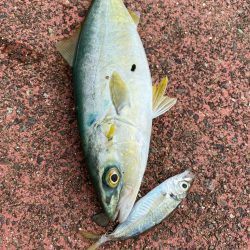 ヤエンチャレンジ！