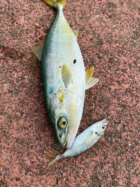 ヤエンチャレンジ！