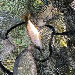 今シーズンラスト渓流