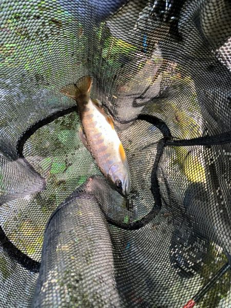 今シーズンラスト渓流