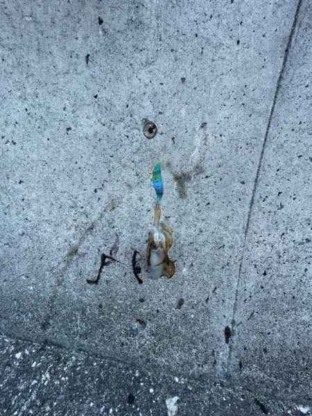 コロッケサイズも交じる！