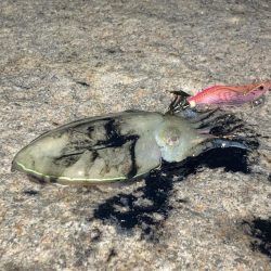 親子で新子調査