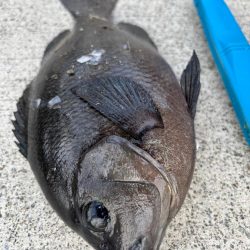 エビ撒き🦐でグレ釣れました