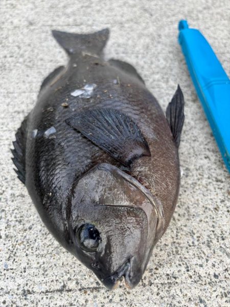 エビ撒き🦐でグレ釣れました…