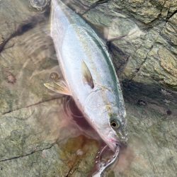 久しぶりのショア青物