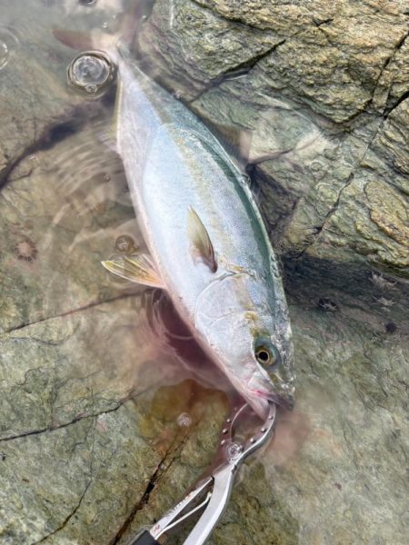 久しぶりのショア青物