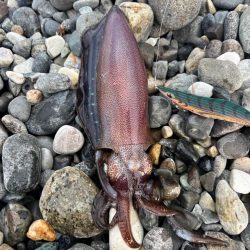 アオリイカ釣行