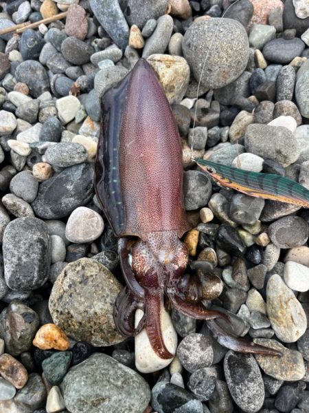 アオリイカ釣行