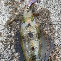 デイの秋エギング！