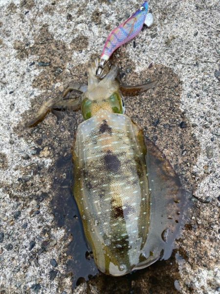 デイの秋エギング!