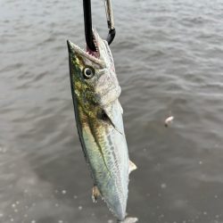 ショアジギング