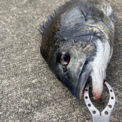 残暑残る中チヌさん好調です