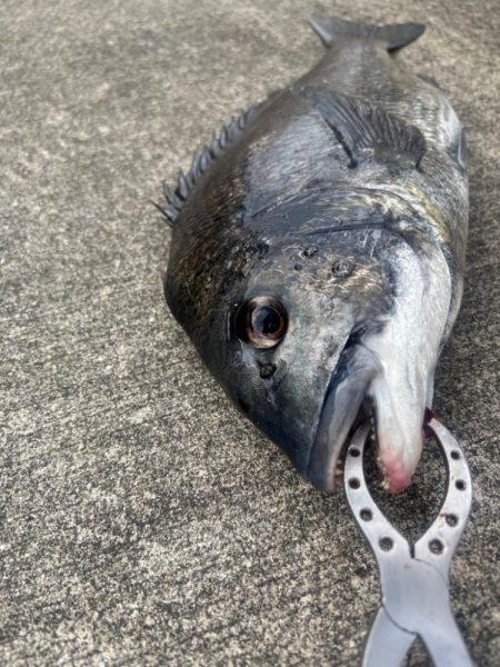 残暑残る中チヌさん好調です