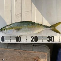 青物まだ夏パターン。タチウオ は元気。