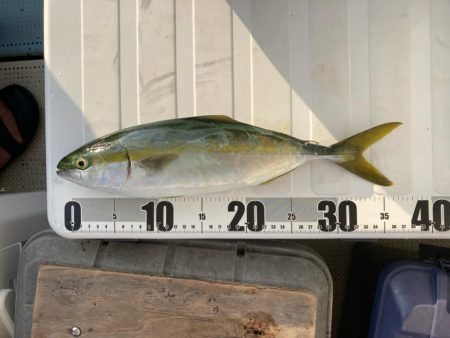 青物まだ夏パターン。タチウオ は元気。