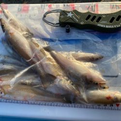 シロギスタ:淡々フィッシング