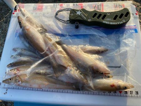 シロギスタ:淡々フィッシング