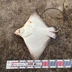 尻尾が付いた座布団でした・・・