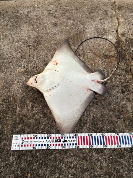 尻尾が付いた座布団でした・・・