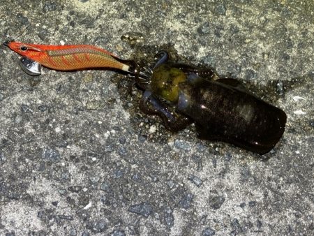 第４回空ちゃんエギング大会１