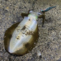 ナイトエギングでサイズアップ！けど渋い・・・