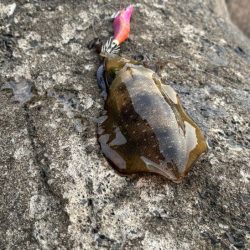 夜明け前からエギング｜まだまだ小さい！