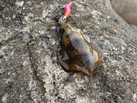 夜明け前からエギング｜まだまだ小さい！