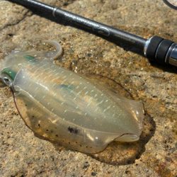 姫路離島秋エギング｜サイズ小さく激渋！