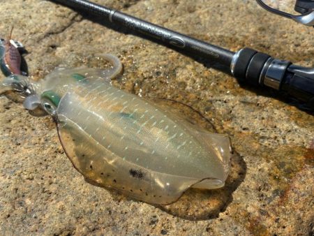 姫路離島秋エギング｜サイズ小さく激渋！