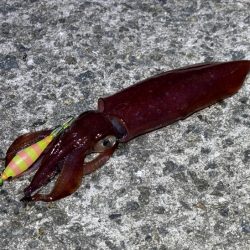 空ちゃんエギング大会｜ケンサキでみかんちゃん賞ゲット