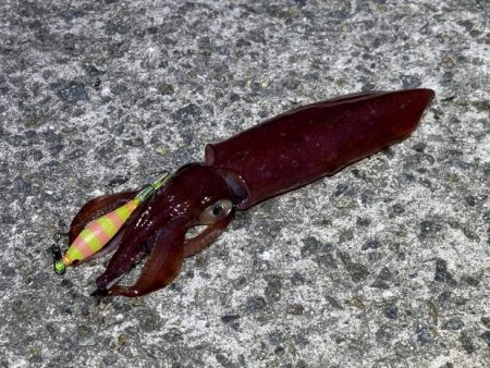 空ちゃんエギング大会｜ケンサキでみかんちゃん賞ゲット