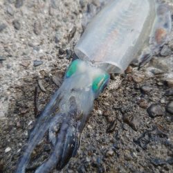 Teamゲッソー調査隊