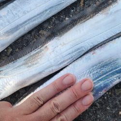 お手軽タチウオ釣り