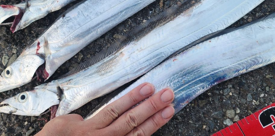 お手軽タチウオ釣り