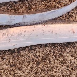 ハイシーズンタチウオ