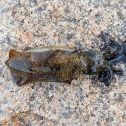 エギングとフロートリグ