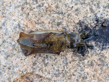 エギングとフロートリグ