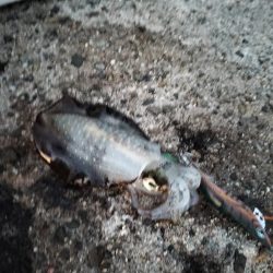 エギングへエギング