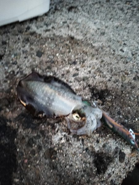 エギングへエギング