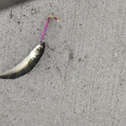 初めてのサヨリ釣り