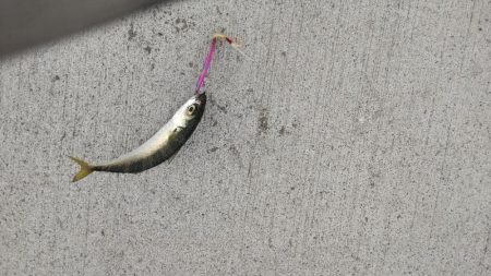 初めてのサヨリ釣り