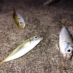 夕マヅメサビキ